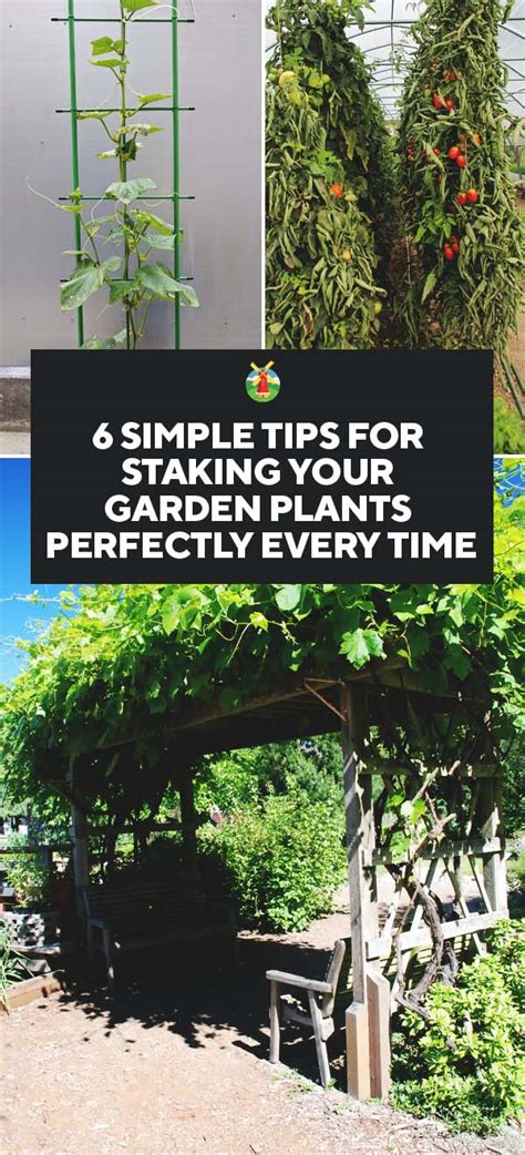 6 Simple Tips For Staking Your Garden Plants Perfectly Every Time.